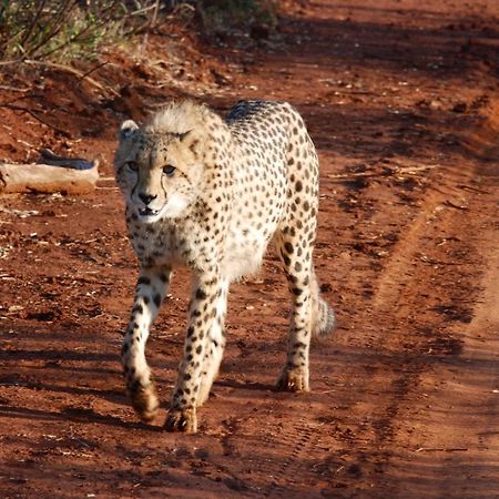 Kgorogoro Lodge Пиланесберг Екстериор снимка
