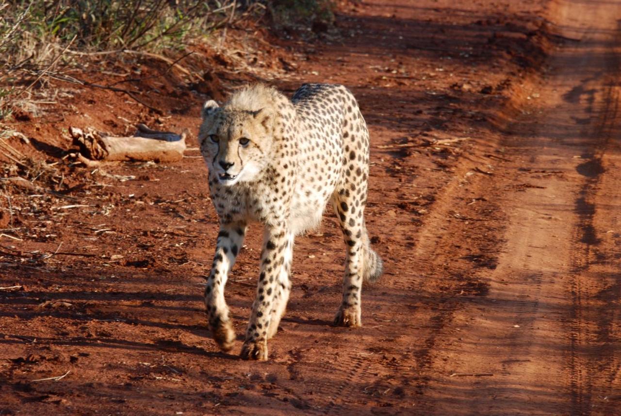 Kgorogoro Lodge Пиланесберг Екстериор снимка