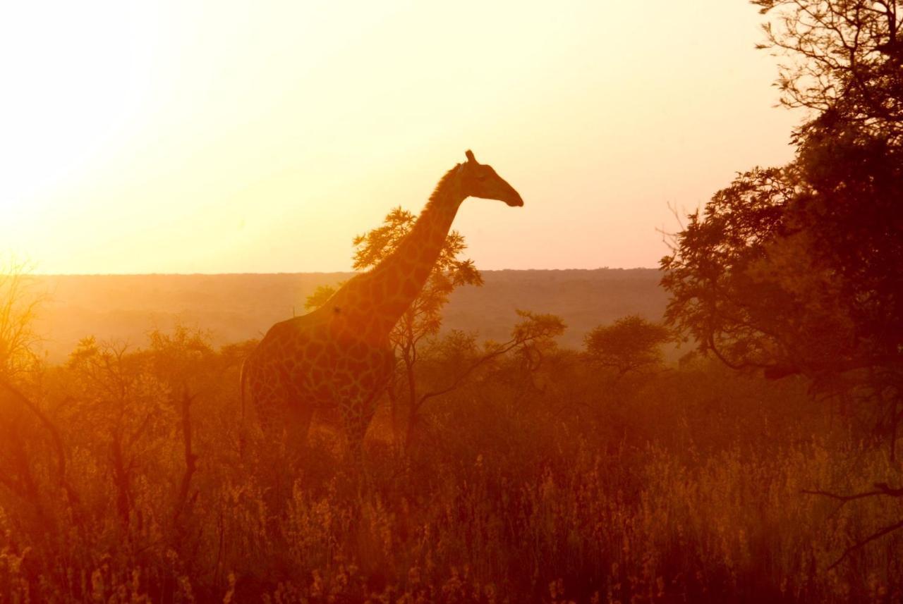 Kgorogoro Lodge Пиланесберг Екстериор снимка