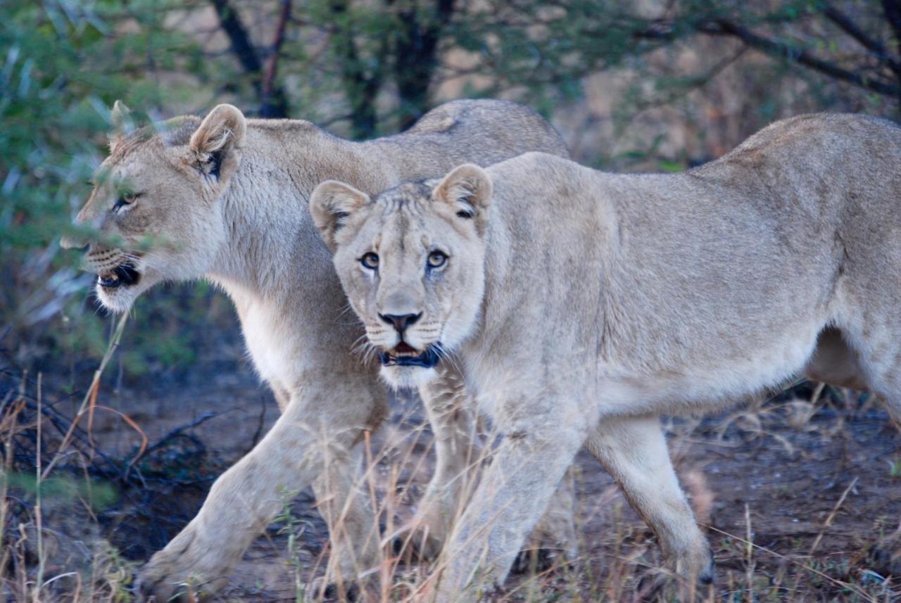 Kgorogoro Lodge Пиланесберг Екстериор снимка
